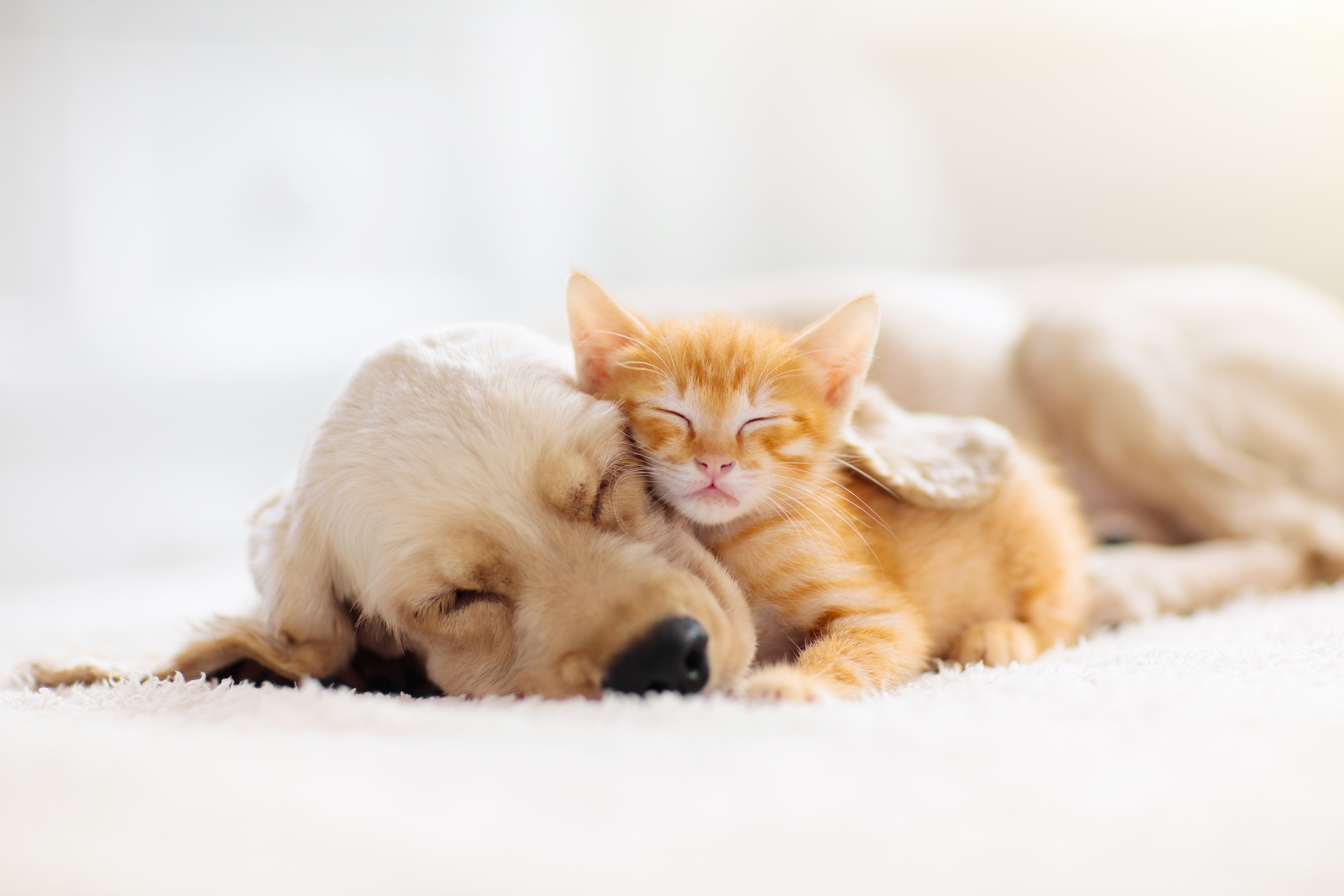 Pros and Cons of Allowing Pets in Your Nashville, TN Rental Property